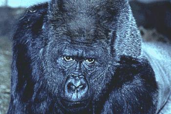 Internet Guerrilla Marketing Group: You Gotta Get a Gorilla