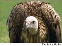 Ruppell Vulture