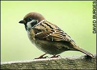 sparrow