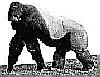 [Little Gorilla image]
